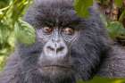 Africa, Rwanda, Musanze District, Volcanoes National Park, Ruhengeri, Kinigi. Mountain gorilla. Art Print